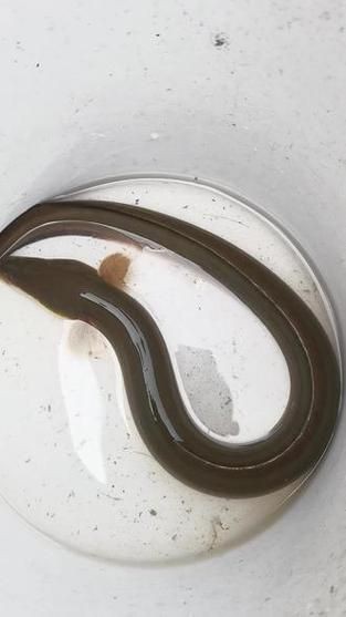 毛魚的樣子圖片【一漁民捕獲一條100斤1.6米長的大魚，賣30萬元還嫌少老潘說漁】