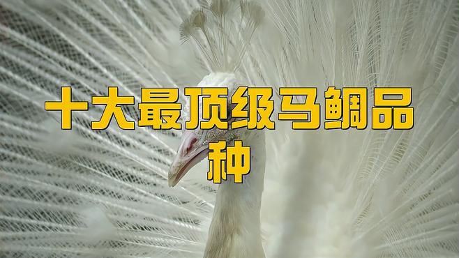 馬鯛最建議買的三個品種【觀賞魚最值得購買的三個品種馬鯛品種糖罐劇場】