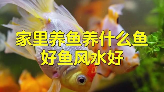 有沒有更多風水魚的品種介紹？【五種最適合養的招財風水魚,選哪種最合適】 有沒有更多風水魚的品種介紹？【五種最適合養的招財風水魚,選哪種最合適】 龍魚百科 第5張