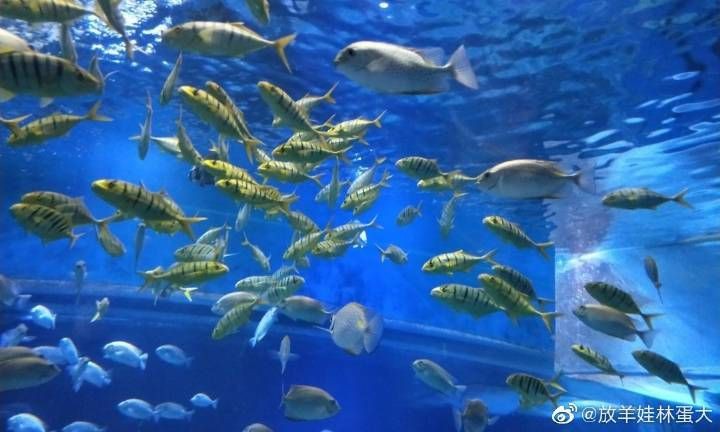 鄂爾多斯水族館【鄂爾多斯旅游攻略】