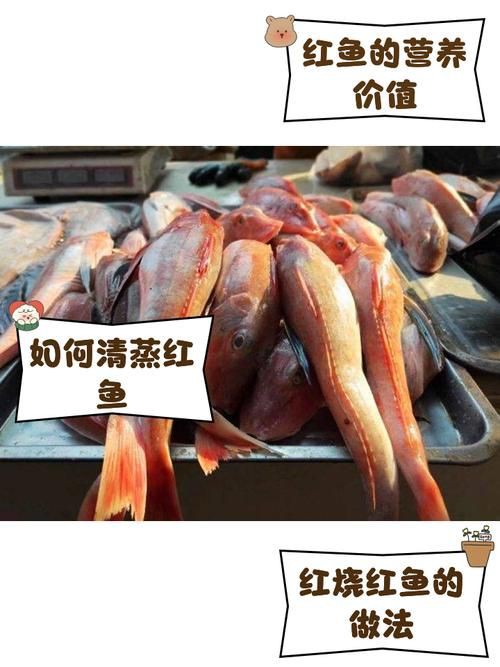 紅丁魚圖片【紅丁桂分類學特征、形態分布及經濟價值等方面展開】 紅丁魚圖片【紅丁桂分類學特征、形態分布及經濟價值等方面展開】 龍魚論壇 第6張