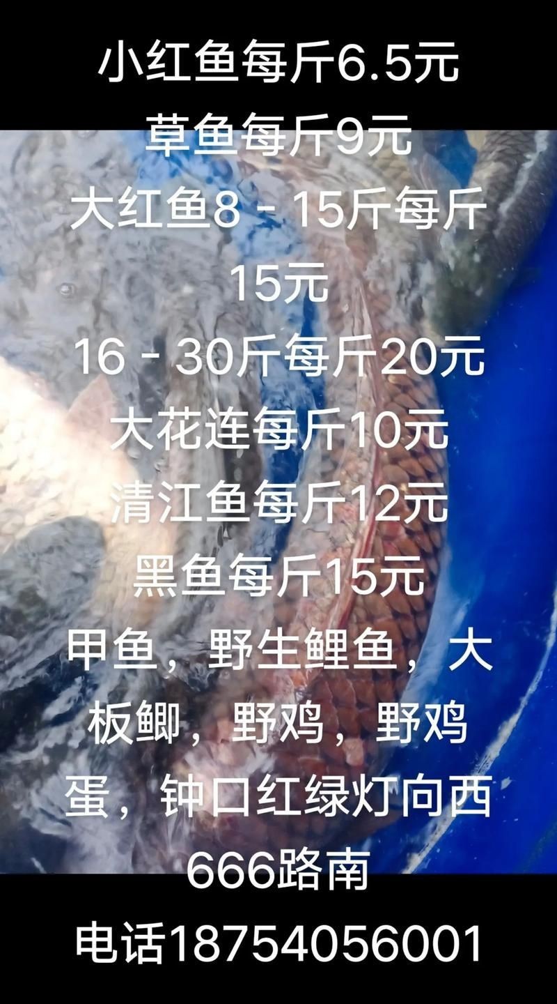 紅丁魚圖片【紅丁桂分類學特征、形態分布及經濟價值等方面展開】 紅丁魚圖片【紅丁桂分類學特征、形態分布及經濟價值等方面展開】 龍魚論壇 第23張