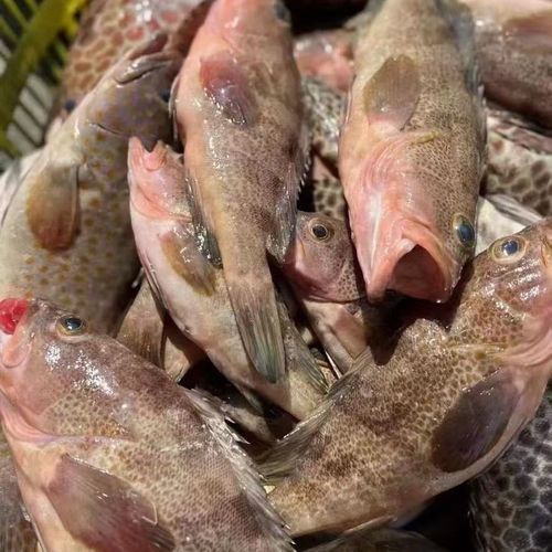 紅丁魚圖片【紅丁桂分類學特征、形態分布及經濟價值等方面展開】 紅丁魚圖片【紅丁桂分類學特征、形態分布及經濟價值等方面展開】 龍魚論壇 第24張