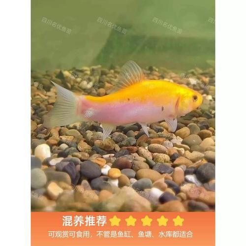 紅丁魚圖片【紅丁桂分類學特征、形態分布及經濟價值等方面展開】 紅丁魚圖片【紅丁桂分類學特征、形態分布及經濟價值等方面展開】 龍魚論壇 第15張
