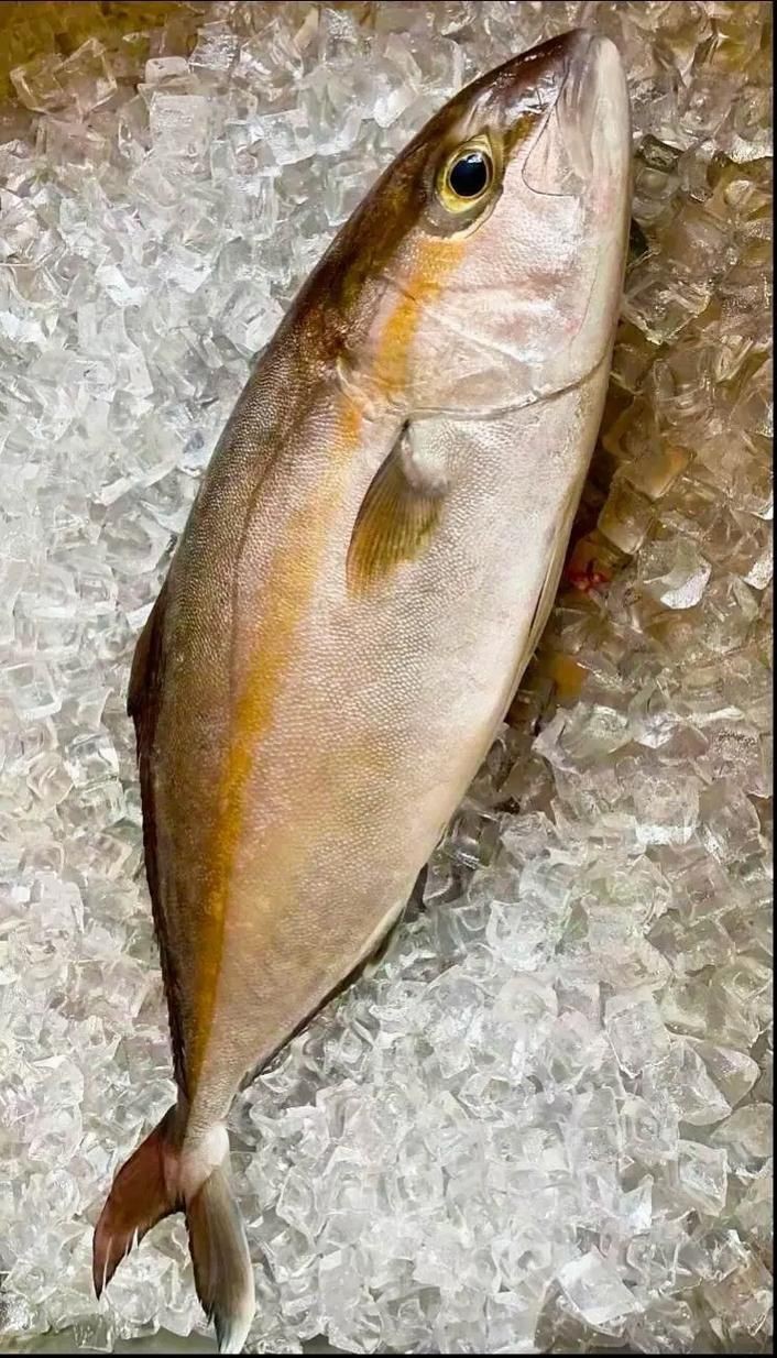 紅丁魚圖片【紅丁桂分類學特征、形態分布及經濟價值等方面展開】 紅丁魚圖片【紅丁桂分類學特征、形態分布及經濟價值等方面展開】 龍魚論壇 第20張