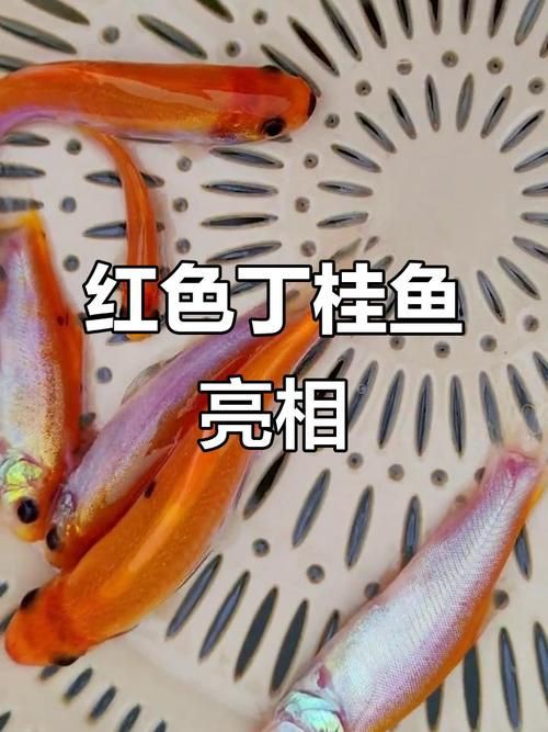 紅丁魚圖片【紅丁桂分類學特征、形態分布及經濟價值等方面展開】 紅丁魚圖片【紅丁桂分類學特征、形態分布及經濟價值等方面展開】 龍魚論壇 第17張