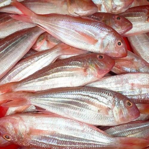 紅丁魚圖片【紅丁桂分類學特征、形態分布及經濟價值等方面展開】 紅丁魚圖片【紅丁桂分類學特征、形態分布及經濟價值等方面展開】 龍魚論壇 第25張