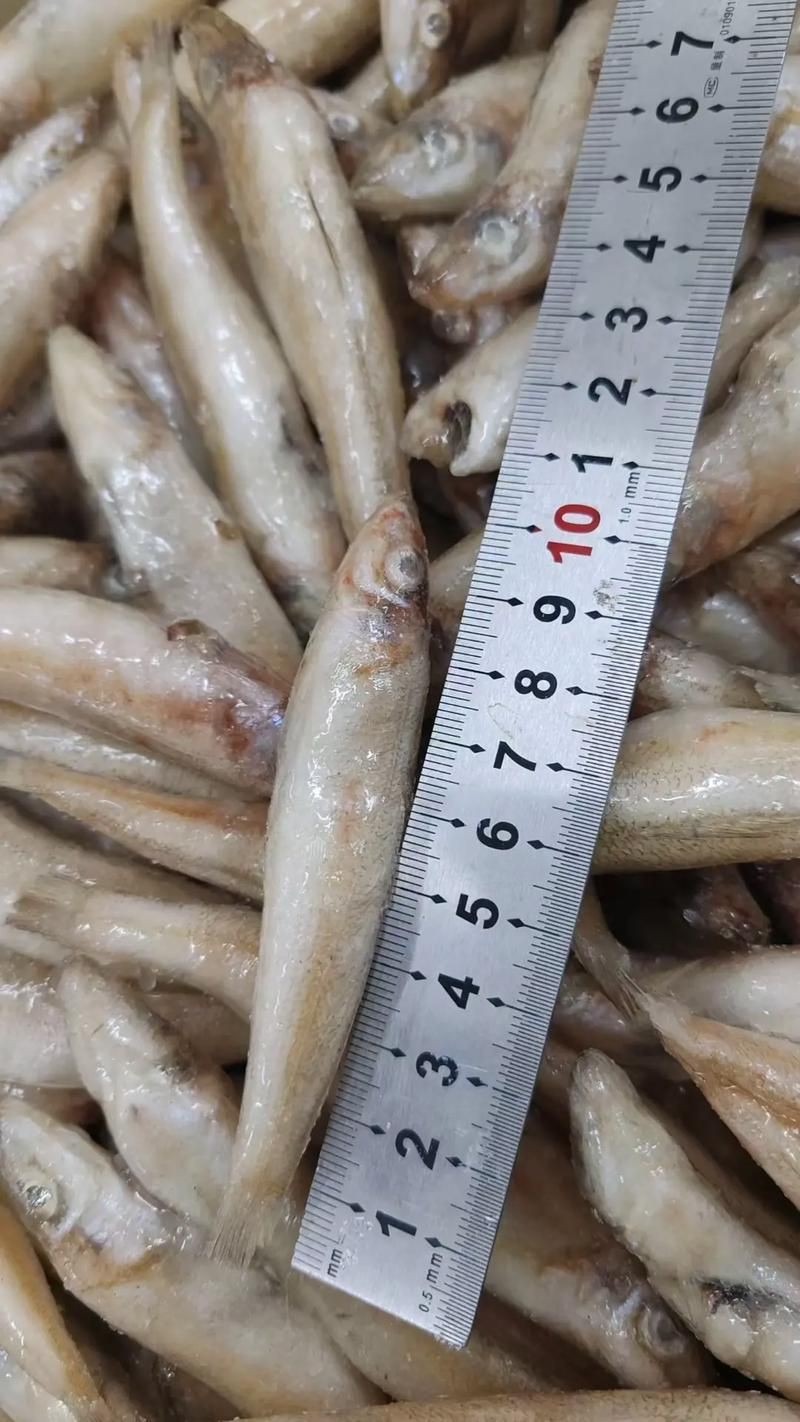 紅丁魚圖片【紅丁桂分類學特征、形態分布及經濟價值等方面展開】 紅丁魚圖片【紅丁桂分類學特征、形態分布及經濟價值等方面展開】 龍魚論壇 第27張