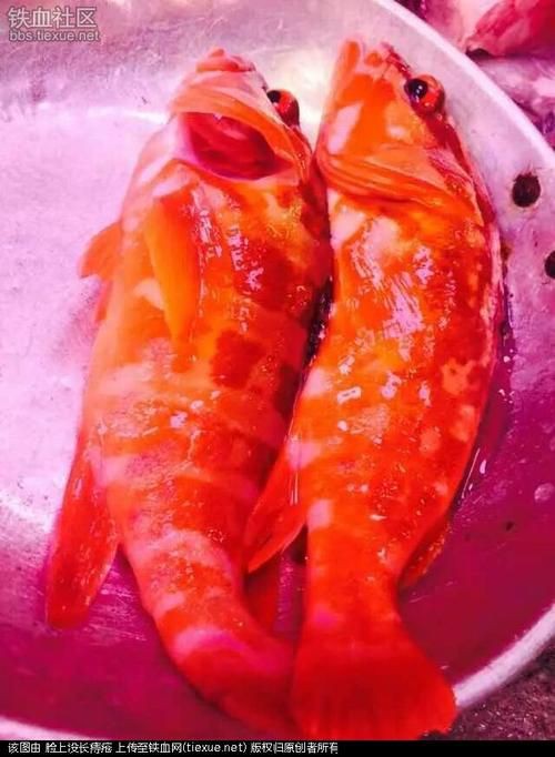 紅丁魚圖片【紅丁桂分類學特征、形態分布及經濟價值等方面展開】 紅丁魚圖片【紅丁桂分類學特征、形態分布及經濟價值等方面展開】 龍魚論壇 第14張