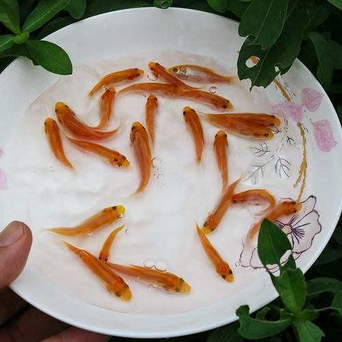 紅丁魚圖片【紅丁桂分類學特征、形態分布及經濟價值等方面展開】 紅丁魚圖片【紅丁桂分類學特征、形態分布及經濟價值等方面展開】 龍魚論壇 第26張