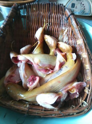 紅丁魚圖片【紅丁桂分類學特征、形態分布及經濟價值等方面展開】 紅丁魚圖片【紅丁桂分類學特征、形態分布及經濟價值等方面展開】 龍魚論壇 第18張