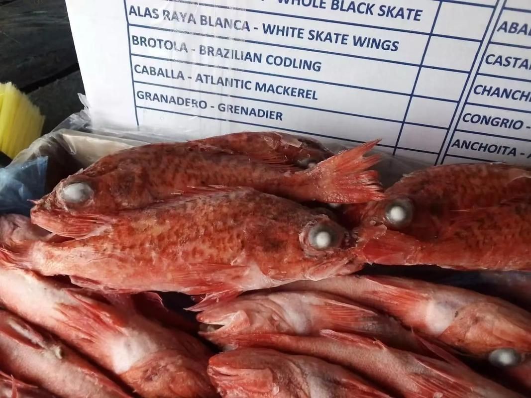 紅丁魚圖片【紅丁桂分類學特征、形態分布及經濟價值等方面展開】 紅丁魚圖片【紅丁桂分類學特征、形態分布及經濟價值等方面展開】 龍魚論壇 第19張