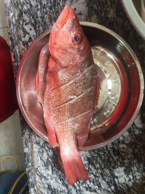 紅丁魚圖片【紅丁桂分類學特征、形態分布及經濟價值等方面展開】 紅丁魚圖片【紅丁桂分類學特征、形態分布及經濟價值等方面展開】 龍魚論壇 第3張