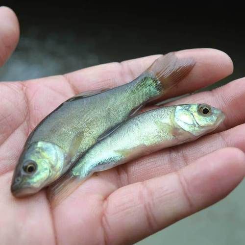 紅丁魚圖片【紅丁桂分類學特征、形態分布及經濟價值等方面展開】 紅丁魚圖片【紅丁桂分類學特征、形態分布及經濟價值等方面展開】 龍魚論壇 第2張