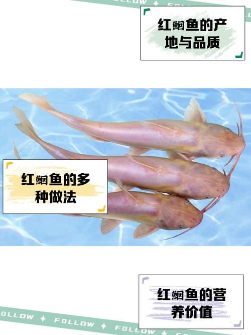 紅丁魚圖片【紅丁桂分類學特征、形態分布及經濟價值等方面展開】 紅丁魚圖片【紅丁桂分類學特征、形態分布及經濟價值等方面展開】 龍魚論壇 第10張