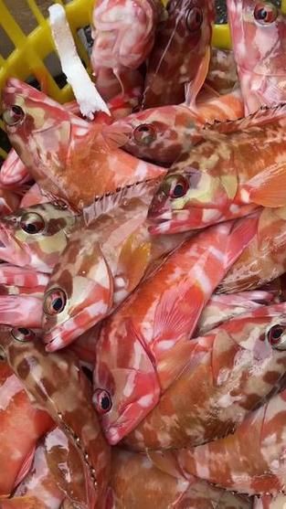 紅丁魚圖片【紅丁桂分類學特征、形態分布及經濟價值等方面展開】 紅丁魚圖片【紅丁桂分類學特征、形態分布及經濟價值等方面展開】 龍魚論壇 第7張