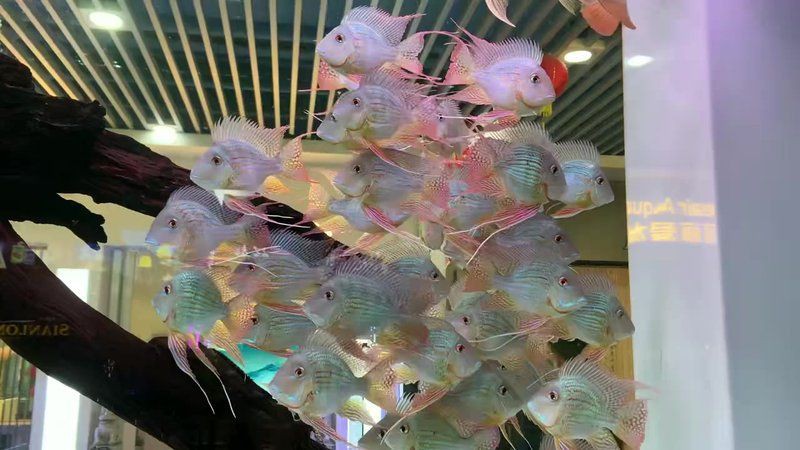 祥龍漁場的價格如何【廣州祥龍魚場觀賞魚價格表】 祥龍漁場的價格如何【廣州祥龍魚場觀賞魚價格表】 龍魚百科 第6張