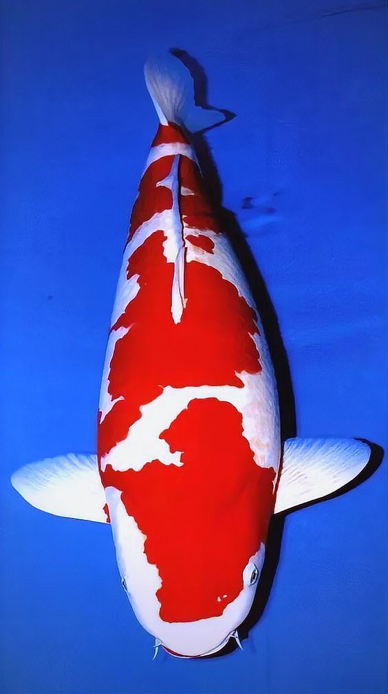 七鯉魚的種類大全【 七鯉魚的種類大全【\