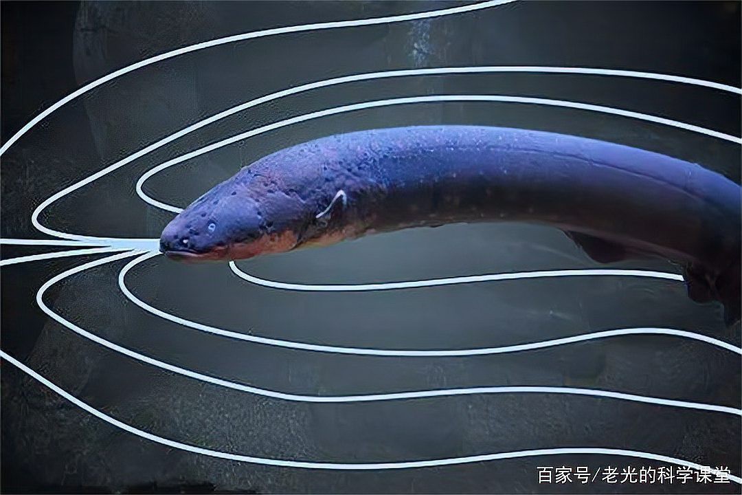 電鰻能給手機充電嗎【電鰻發電能力最強的淡水魚類發電技術在現代智能手機充電】