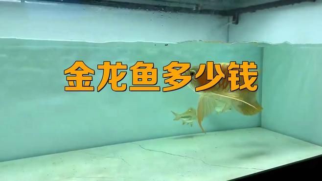 金龍魚的市場價格如何？【金龍魚價格多少錢一只辦公智多星展開關(guān)鍵影響因素】