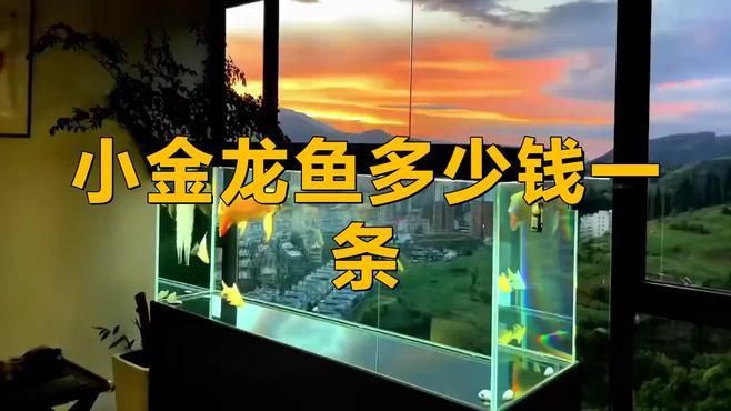 金龍魚的市場價格如何？【金龍魚價格多少錢一只辦公智多星展開關鍵影響因素】