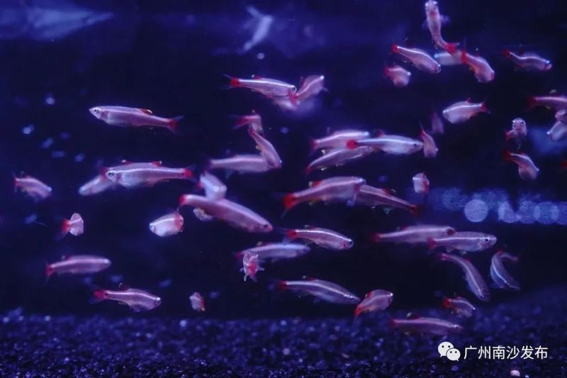 南沙水族店【南沙水族店哪家口碑最好】 南沙水族店【南沙水族店哪家口碑最好】 全國水族館企業名錄 第1張