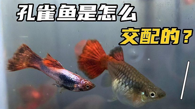 孔雀魚配對視頻【孔雀魚交配全過程，寶寶出生倒計時！】 孔雀魚配對視頻【孔雀魚交配全過程，寶寶出生倒計時！】 龍魚百科 第1張
