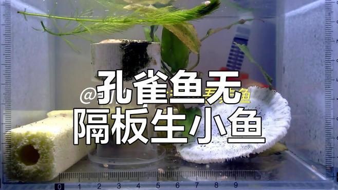 孔雀魚配對視頻【孔雀魚交配全過程，寶寶出生倒計時！】 孔雀魚配對視頻【孔雀魚交配全過程，寶寶出生倒計時！】 龍魚百科 第3張