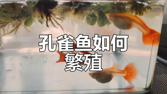 孔雀魚配對視頻【孔雀魚交配全過程，寶寶出生倒計時！】 孔雀魚配對視頻【孔雀魚交配全過程，寶寶出生倒計時！】 龍魚百科 第2張