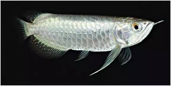 紅金龍魚品種鑒別技巧【學了這三招，小白也能一眼區分金龍、紅龍魚】