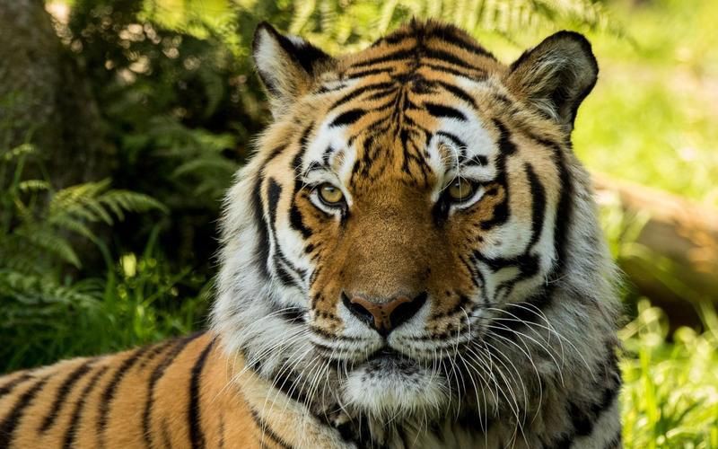 猛虎真實圖片【“猛虎真實圖片”主題聚焦于展現(xiàn)老虎這一頂級掠食者的野性魅力與自然之美】 猛虎真實圖片【“猛虎真實圖片”主題聚焦于展現(xiàn)老虎這一頂級掠食者的野性魅力與自然之美】 龍魚百科 第18張