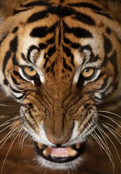猛虎真實圖片【“猛虎真實圖片”主題聚焦于展現(xiàn)老虎這一頂級掠食者的野性魅力與自然之美】 猛虎真實圖片【“猛虎真實圖片”主題聚焦于展現(xiàn)老虎這一頂級掠食者的野性魅力與自然之美】 龍魚百科 第20張