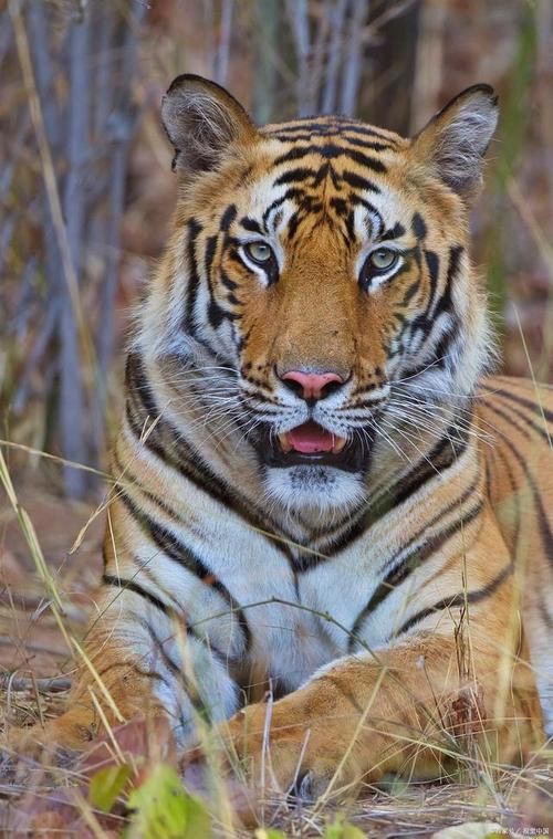 猛虎真實圖片【“猛虎真實圖片”主題聚焦于展現(xiàn)老虎這一頂級掠食者的野性魅力與自然之美】 猛虎真實圖片【“猛虎真實圖片”主題聚焦于展現(xiàn)老虎這一頂級掠食者的野性魅力與自然之美】 龍魚百科 第13張