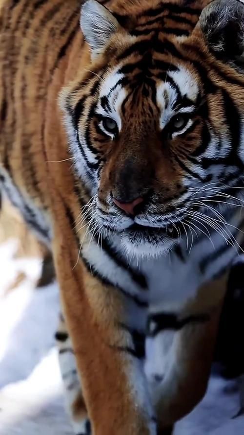 猛虎真實圖片【“猛虎真實圖片”主題聚焦于展現(xiàn)老虎這一頂級掠食者的野性魅力與自然之美】 猛虎真實圖片【“猛虎真實圖片”主題聚焦于展現(xiàn)老虎這一頂級掠食者的野性魅力與自然之美】 龍魚百科 第15張