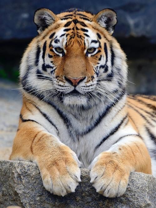 猛虎真實圖片【“猛虎真實圖片”主題聚焦于展現(xiàn)老虎這一頂級掠食者的野性魅力與自然之美】 猛虎真實圖片【“猛虎真實圖片”主題聚焦于展現(xiàn)老虎這一頂級掠食者的野性魅力與自然之美】 龍魚百科 第16張