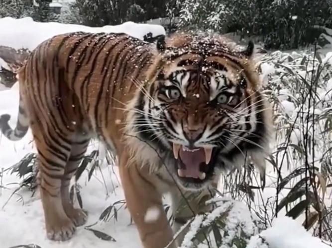 猛虎真實圖片【“猛虎真實圖片”主題聚焦于展現(xiàn)老虎這一頂級掠食者的野性魅力與自然之美】 猛虎真實圖片【“猛虎真實圖片”主題聚焦于展現(xiàn)老虎這一頂級掠食者的野性魅力與自然之美】 龍魚百科 第5張