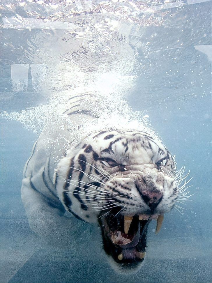 猛虎真實圖片【“猛虎真實圖片”主題聚焦于展現(xiàn)老虎這一頂級掠食者的野性魅力與自然之美】 猛虎真實圖片【“猛虎真實圖片”主題聚焦于展現(xiàn)老虎這一頂級掠食者的野性魅力與自然之美】 龍魚百科 第26張