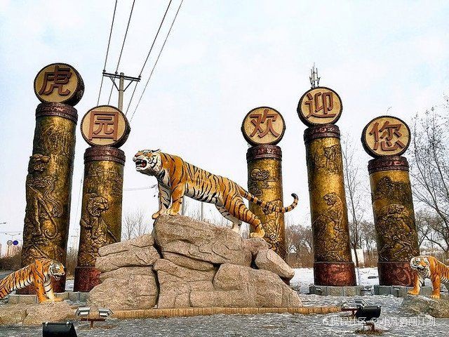 猛虎真實圖片【“猛虎真實圖片”主題聚焦于展現(xiàn)老虎這一頂級掠食者的野性魅力與自然之美】 猛虎真實圖片【“猛虎真實圖片”主題聚焦于展現(xiàn)老虎這一頂級掠食者的野性魅力與自然之美】 龍魚百科 第27張