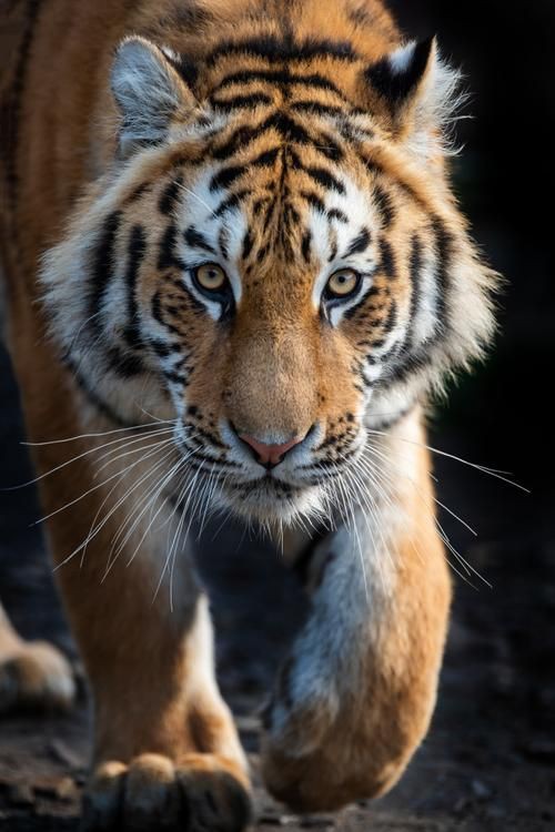 猛虎真實圖片【“猛虎真實圖片”主題聚焦于展現(xiàn)老虎這一頂級掠食者的野性魅力與自然之美】 猛虎真實圖片【“猛虎真實圖片”主題聚焦于展現(xiàn)老虎這一頂級掠食者的野性魅力與自然之美】 龍魚百科 第19張