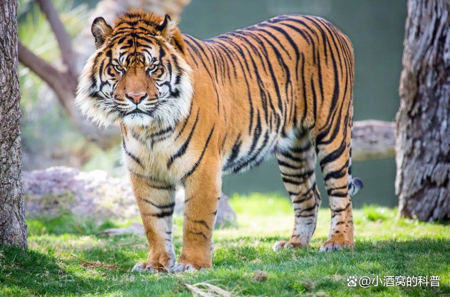 猛虎真實圖片【“猛虎真實圖片”主題聚焦于展現(xiàn)老虎這一頂級掠食者的野性魅力與自然之美】 猛虎真實圖片【“猛虎真實圖片”主題聚焦于展現(xiàn)老虎這一頂級掠食者的野性魅力與自然之美】 龍魚百科 第29張