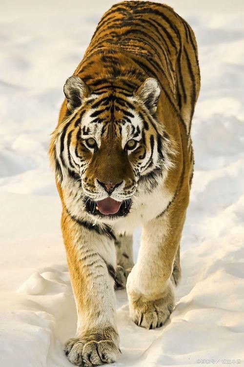 猛虎真實圖片【“猛虎真實圖片”主題聚焦于展現(xiàn)老虎這一頂級掠食者的野性魅力與自然之美】 猛虎真實圖片【“猛虎真實圖片”主題聚焦于展現(xiàn)老虎這一頂級掠食者的野性魅力與自然之美】 龍魚百科 第12張