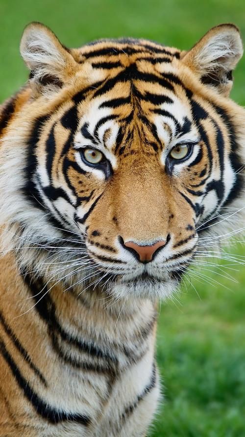 猛虎真實圖片【“猛虎真實圖片”主題聚焦于展現(xiàn)老虎這一頂級掠食者的野性魅力與自然之美】 猛虎真實圖片【“猛虎真實圖片”主題聚焦于展現(xiàn)老虎這一頂級掠食者的野性魅力與自然之美】 龍魚百科 第4張