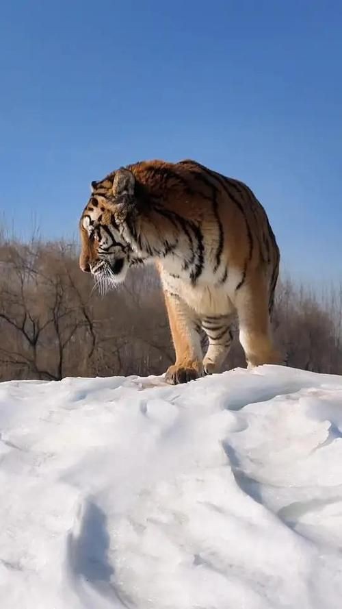 猛虎真實圖片【“猛虎真實圖片”主題聚焦于展現(xiàn)老虎這一頂級掠食者的野性魅力與自然之美】 猛虎真實圖片【“猛虎真實圖片”主題聚焦于展現(xiàn)老虎這一頂級掠食者的野性魅力與自然之美】 龍魚百科 第24張