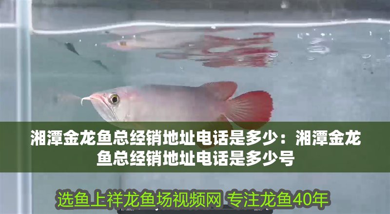 <strong><mark>岳塘</mark></strong>龍魚店【<strong><mark>岳塘</mark></strong>龍魚店哪家口碑最好】