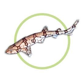 貓鯊百科【貓鯊屬(scyliorhinus)屬于脊索動物門軟骨魚綱】 龍魚百科 第2張 貓鯊百科【貓鯊屬(scyliorhinus)屬于脊索動物門軟骨魚綱】 貓鯊百科【貓鯊屬(scyliorhinus)屬于脊索動物門軟骨魚綱】 龍魚百科 第2張