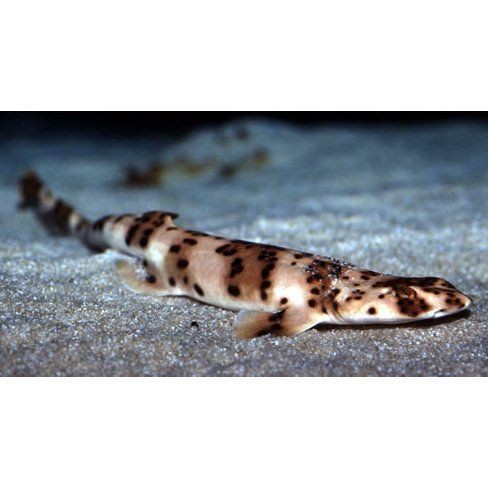 貓鯊百科【貓鯊屬(scyliorhinus)屬于脊索動物門軟骨魚綱】 龍魚百科 第1張 貓鯊百科【貓鯊屬(scyliorhinus)屬于脊索動物門軟骨魚綱】 貓鯊百科【貓鯊屬(scyliorhinus)屬于脊索動物門軟骨魚綱】 龍魚百科 第1張