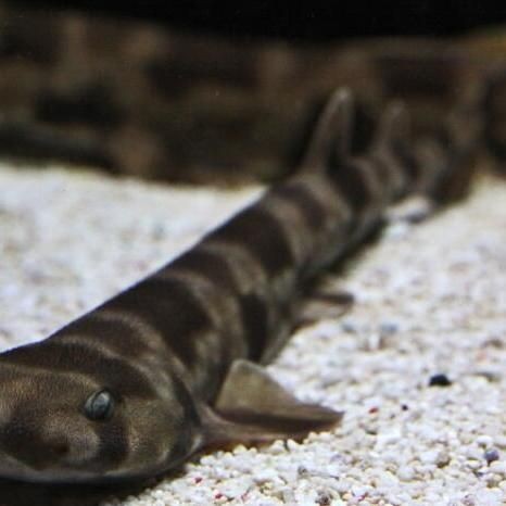 貓鯊百科【貓鯊屬(scyliorhinus)屬于脊索動物門軟骨魚綱】 龍魚百科 第3張 貓鯊百科【貓鯊屬(scyliorhinus)屬于脊索動物門軟骨魚綱】 貓鯊百科【貓鯊屬(scyliorhinus)屬于脊索動物門軟骨魚綱】 龍魚百科 第3張