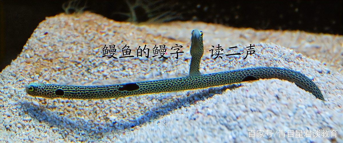 電鰻的鰻可以讀第四聲嗎【“電鰻”一詞里的“鰻”字應讀作第二聲（man）】 電鰻的鰻可以讀第四聲嗎【“電鰻”一詞里的“鰻”字應讀作第二聲（man）】 龍魚論壇 第2張