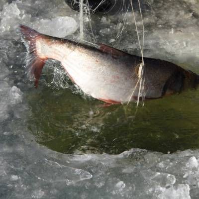 白山魚缸批發市場【白山地區的魚缸批發市場呈現多元化發展格局】