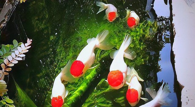 寓意好運的魚類名稱【養幾條最吉利最旺財養哪些魚能好運連連】 寓意好運的魚類名稱【養幾條最吉利最旺財養哪些魚能好運連連】 龍魚百科 第4張